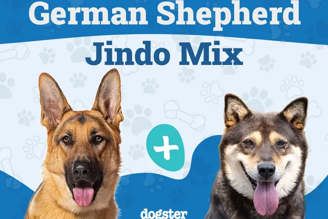 German Shepherd Jindo Mix: Info, Pictures, Care & More