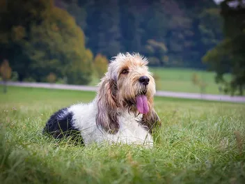 Grand Basset Griffon Vendeen: Info, Pictures, Care, Traits, & More