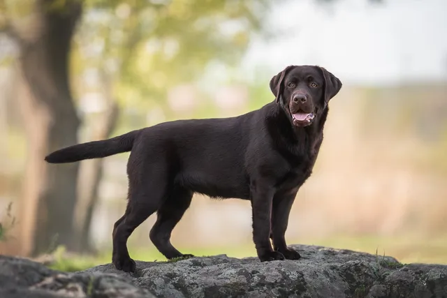 Can Dogs Break Their Tails? Vet-Verified Facts & FAQ