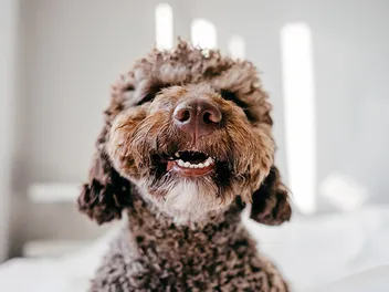 How Many Teeth Do Dogs Have? Vet-Verified Dental Facts