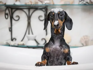 7 Best Flea Shampoos for Dogs in 2026 - Reviews & Top Picks