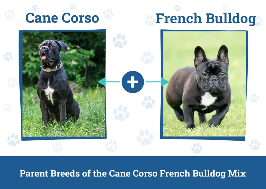 Parent Breeds of the Cane Corso French Bulldog Mix