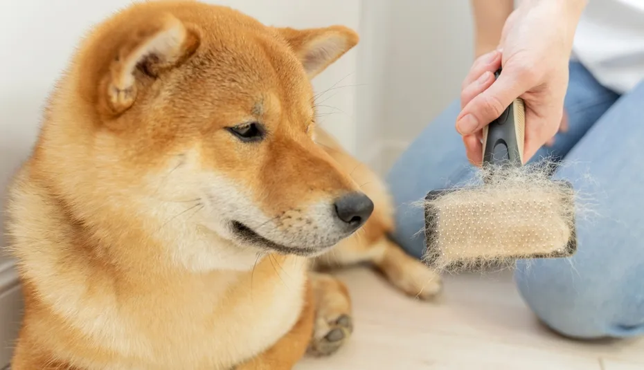 owner-with-shiba-inu-and-brush-full-of-hair