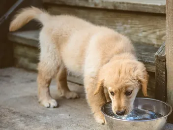 How Long Can a Puppy Go Without Water? Dehydration, Vet-Reviewed Facts & FAQ