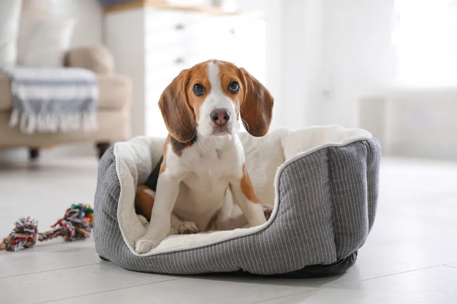 beagle puppy in dog bed