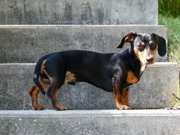 15 Dachshund Colors & Patterns (With Pictures)