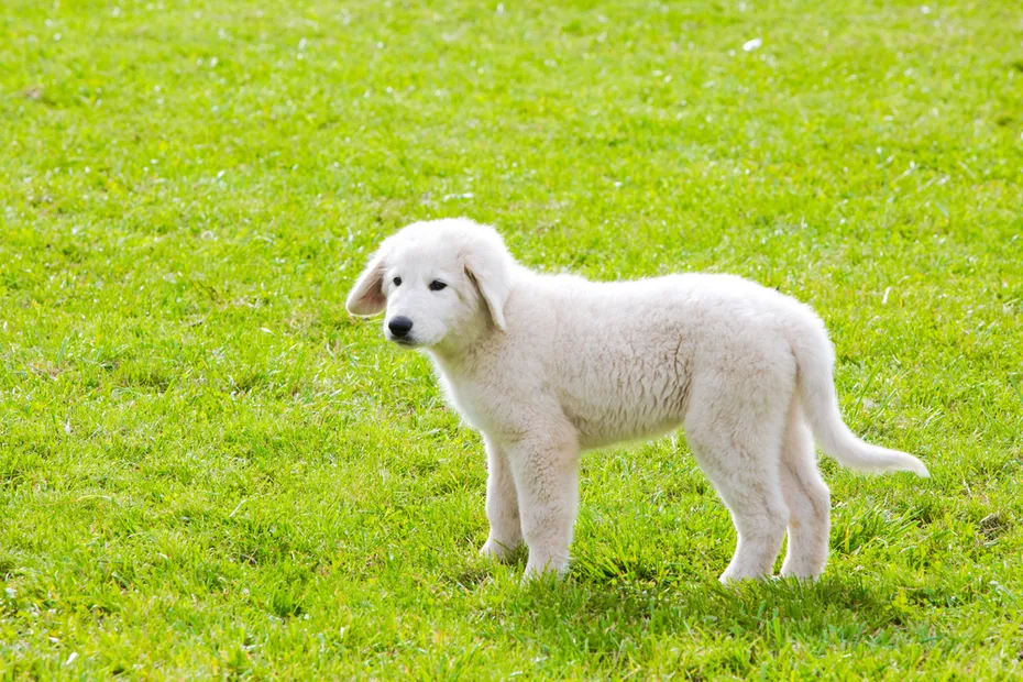 polish-tatra-sheepdog-puppy-standing-on-grass