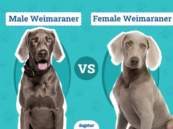 Male vs Female Weimaraners: Vet-Verified Differences (With Info & Pictures)