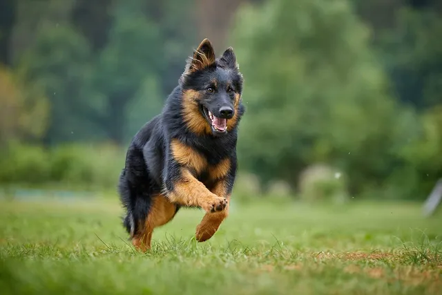 Bohemian Shepherd Dog Breed: Info, Pictures & Care Guide