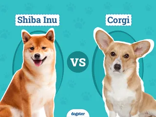 Shiba Inu vs. Corgi: Breed Comparison (With Pictures)