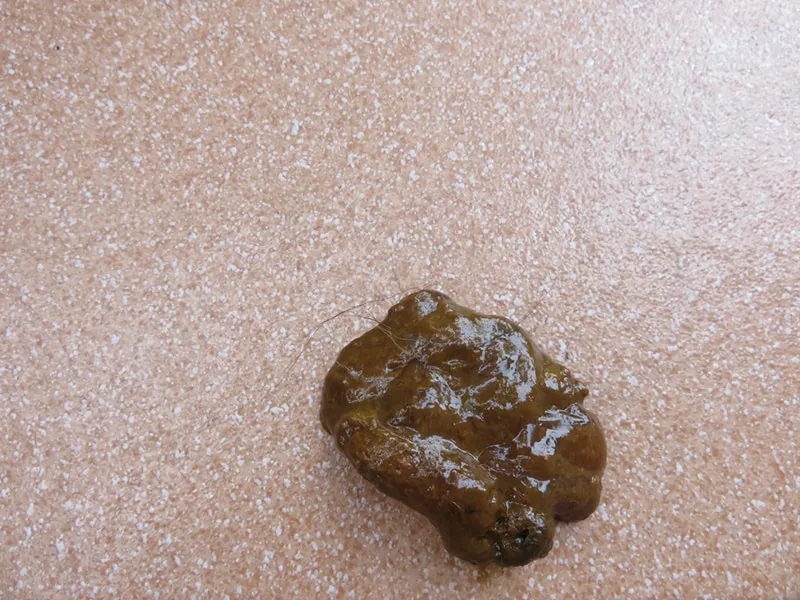 Wet Mucos Dog Poop