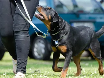 How to Train a Search & Rescue Dog: 8 Expert Tips