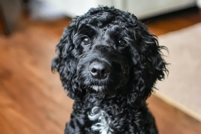 Black Toy Poodle: Info, Pictures, Origin & History