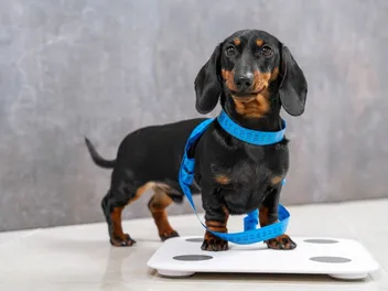 Why Is My Dog Not Losing Weight? 4 Vet-Reviewed Reasons & Care Tips