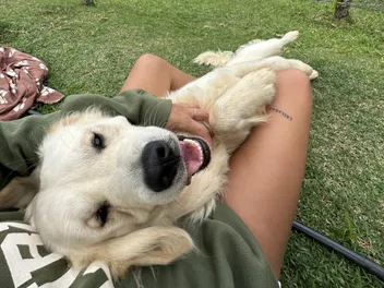 Meet Chilaquil: The Golden Retriever Making the Internet Smile