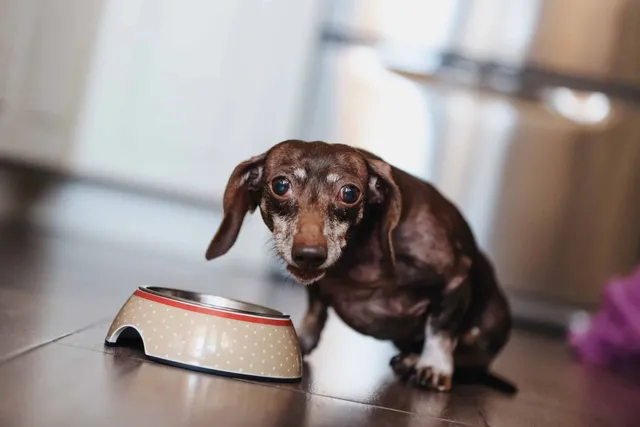 What to Feed a Dog With Arthritis: Comprehensive Guide