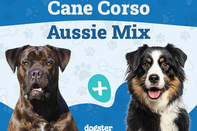 Cane Corso Australian Shepherd Mix: Info, Pictures, Care & More
