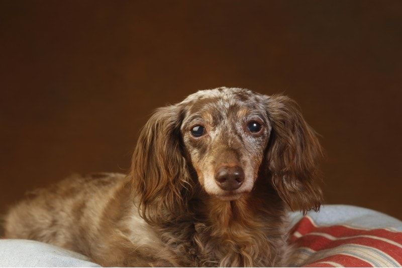 double dapple dachshund laying in a cushion