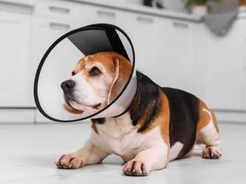 Cone of Shame: 5 Vet-Approved Alternatives