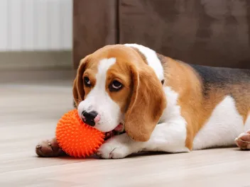 7 Best Teething & Chew Toys for Puppies in 2026 - Reviews & Top Picks
