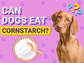 Can Dogs Eat Cornstarch? Vet-Approved Nutrition Guide & FAQ
