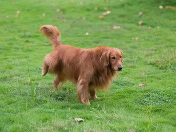 Why Does My Female Dog Lift Her Leg To Pee? Canine Behavior Explained