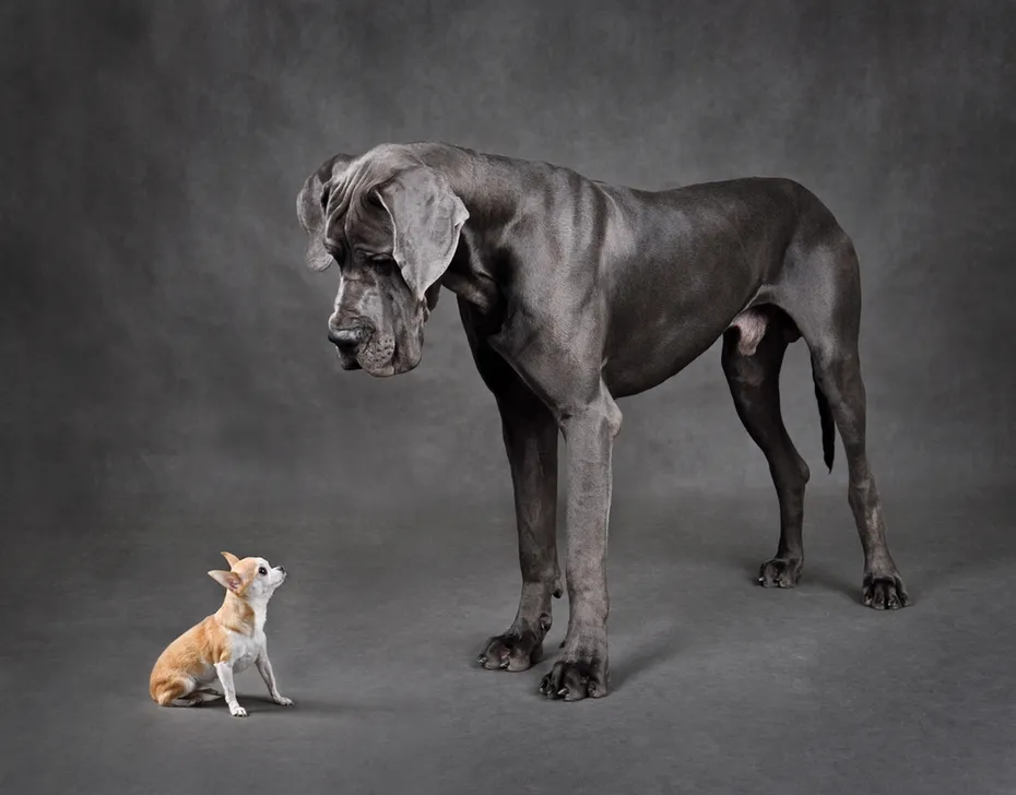 Great Dane and chihuahua dog looking to each other
