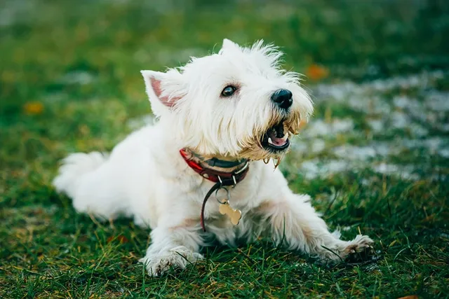 Is a Westie a Good Family Dog? Behavior, Health & FAQ