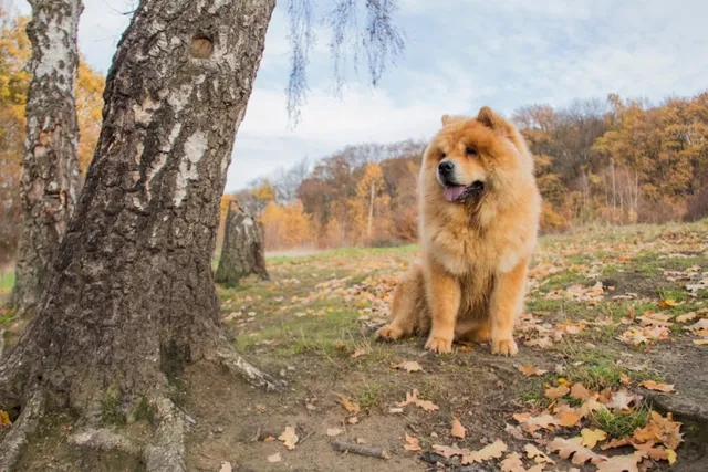 How Much Does a Chow Chow Cost? 2026 Price Guide