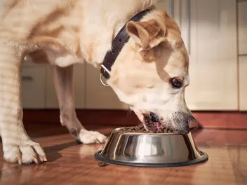 Can High-Protein Dog Food Cause Diarrhea? Vet-Verified Nutrition Facts