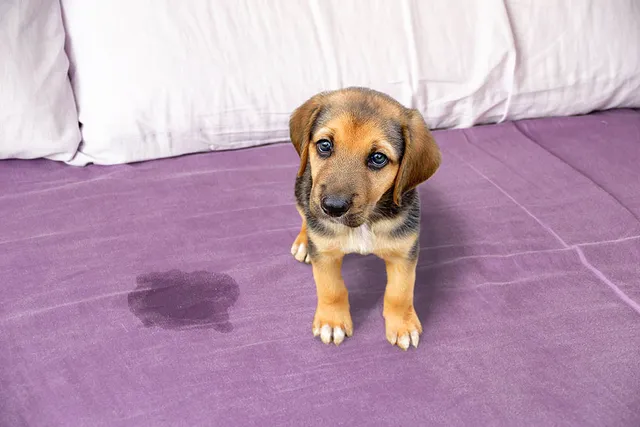 Why Is My Female Dog Peeing on the Bed All of a Sudden? 8 Vet-Reviewed Reasons