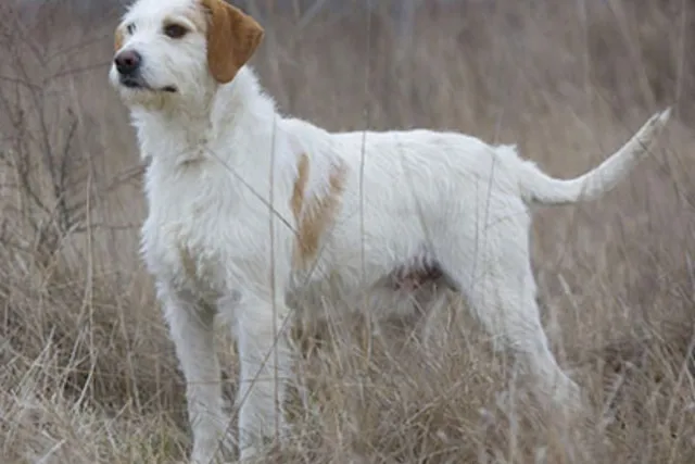 Istrian Coarse-Haired Hound Dog Breed: Info, Pictures, Care & More