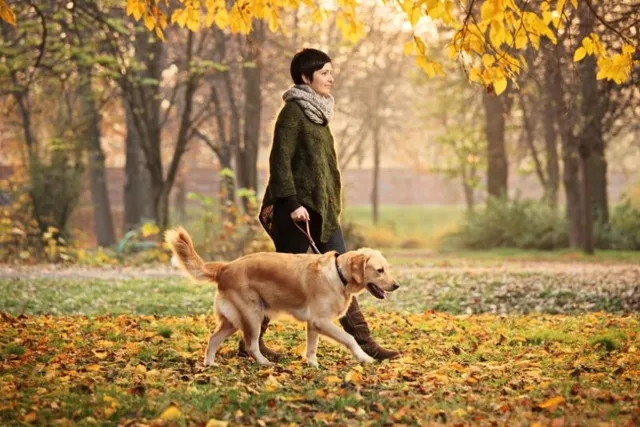12 Beautiful Off-Leash Dog Parks in Colorado You Can Visit With Your Pup