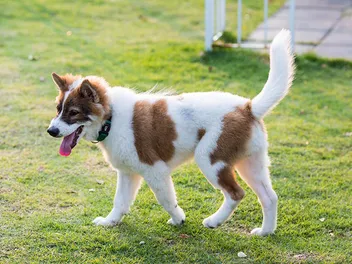 How Much Does a Thai Bangkaew Dog Cost? (Updated in 2026)