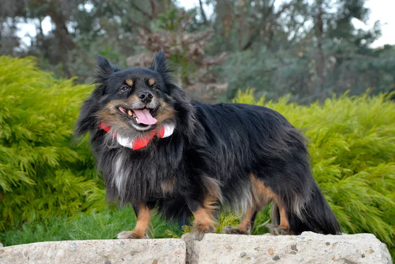 Papillon Maltese mix breed dog in the park