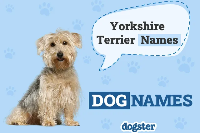 150+ Yorkie Names: Popular & Cute Names for Your Yorkshire Terrier