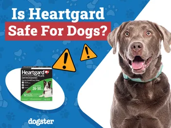 Is Heartgard Safe for Dogs? Vet Approved Facts & FAQ