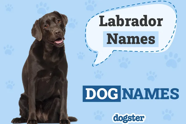 150+ Labrador Retriever Names: Popular & Unique Lab Names 2026