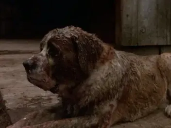 What Breed of Dog Was Cujo? Famous Movie Character Facts