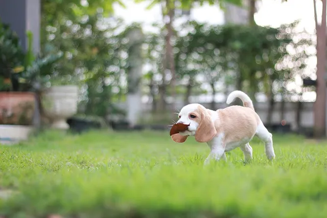 White Beagle Dog Breed: Info, Pictures, Care & More