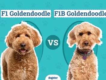 F1 vs. F1B Goldendoodle: The Key Differences (With Pictures)