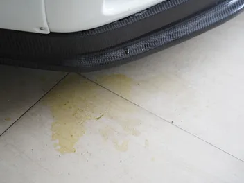 How to Get Dog Pee Smell Out of Concrete & Garages