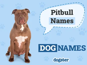 206 Awesome Pitbull Names for Your Tough & Smart Dog