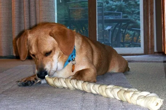 Bassador (Labrador & Basset Hound Mix): Info, Pictures, Care & More