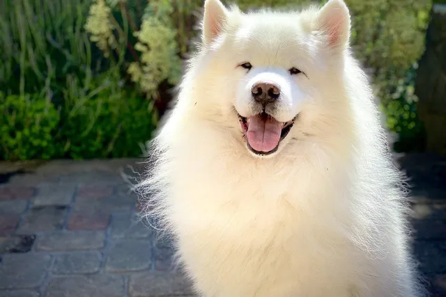 10 Samoyed Pros & Cons You Should Know Before You Get One