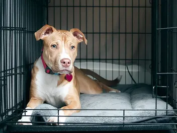 7 Best Dog Crates for Large Dogs in 2026 - Reviews & Top Picks