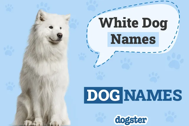 990+ Wonderful White Dog Names for Your Fluffy Pooch