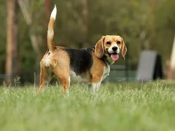 Do Beagles Make Good Pets? Pros, Cons & Advice