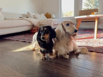 Life with Draper and Rue: The Long & Short of It