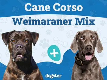 Cane Corso Weimaraner Mix: Info, Pictures, Care & More